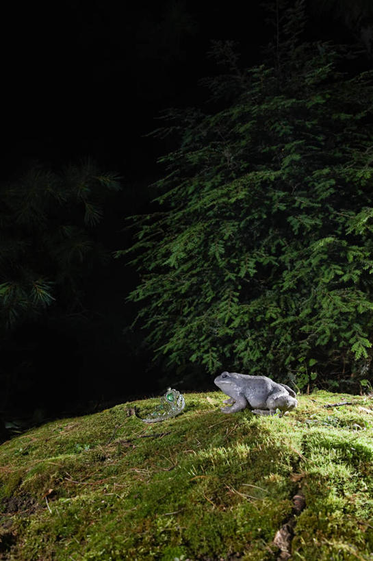 无人,竖图,室外,夜晚,正面,游戏,草地,草坪,植物,青蛙,野生动物,皇冠,玩具,阴影,反射,影子,玩,娱乐,草,一只,绿色,动物,休闲,可爱,益智,活泼,活动,权威,发泄,高贵,消遣,智力,宣泄,权力,统治,王冠,玩耍,嬉戏,彩图,全身