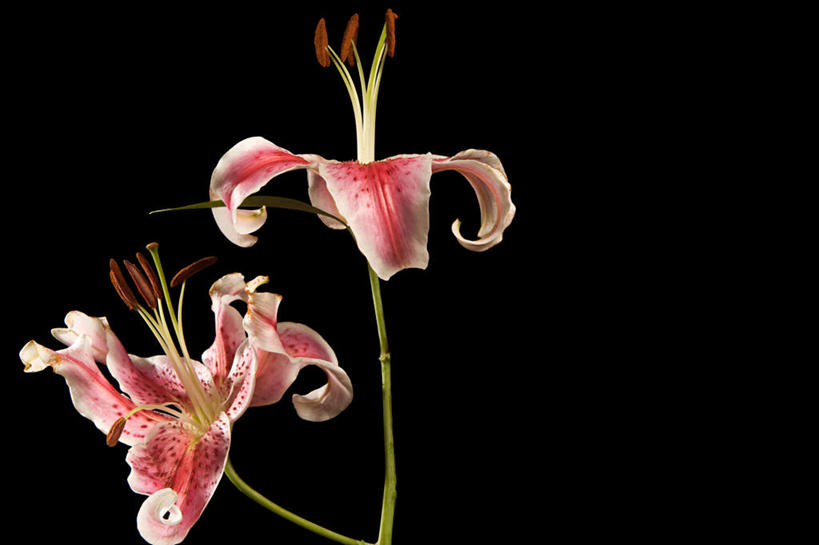 无人,横图,室内,特写,白天,正面,百合花,黑色背景,盛开,花蕾,花,花瓣,花朵,鲜花,两朵,花苞,花蕊,摄影,影棚,强瞿,百合蒜,倒仙,番韭,山丹,彩图,影棚拍摄,拍摄