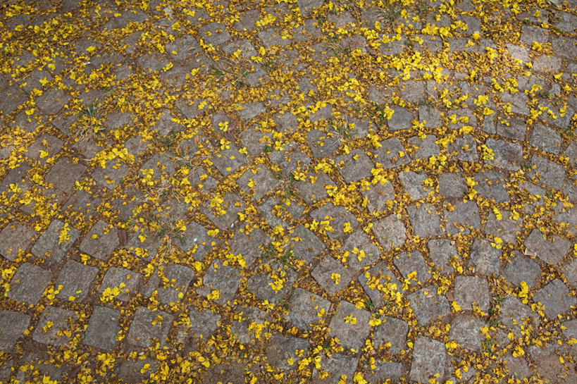 无人,横图,俯视,室外,特写,白天,石头,道路,路,公路,印度,亚洲,覆盖,盛开,石子,交通,花蕾,花,花瓣,花朵,鲜花,黄色,花苞,花蕊,南亚,遮盖,喀拉拉邦,印度共和国,笼罩,笼盖,喀拉拉,石块,马路,彩图,高角度拍摄