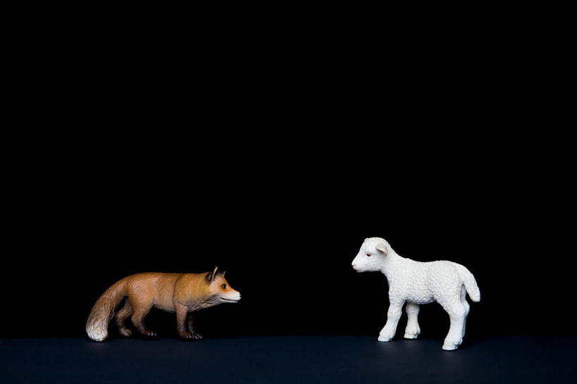 无人,横图,室内,特写,白天,侧面,游戏,狐狸,野生动物,羊,静物,玩具,黑色背景,玩,娱乐,两个,动物,两只,休闲,家畜,益智,摄影,牲畜,影棚,活动,发泄,消遣,智力,狡猾,宣泄,狡诈,绵羊,玩耍,嬉戏,彩图,全身,影棚拍摄,拍摄