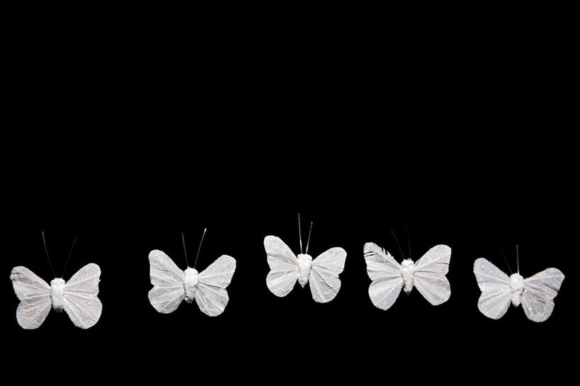 无人,横图,室内,特写,白天,正面,蝴蝶,静物,一排,黑色背景,弯曲,整齐,昆虫,排列,白色,动物,弧度,摄影,影棚,五只,弧线,队列,益虫,彩图,影棚拍摄,拍摄