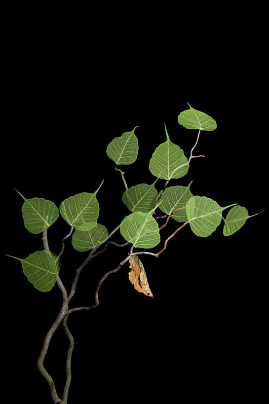 无人,竖图,室内,特写,白天,正面,植物,叶子,黑色背景,绿叶,枝条,树,树木,树枝,绿色,嫩叶,摄影,影棚,虬枝,枝杈,叶,叶片,彩图,影棚拍摄,拍摄