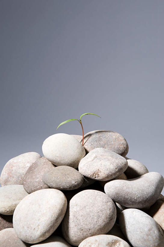 无人,竖图,室内,特写,白天,正面,石头,叶子,一堆,堆叠,堆积,灰色背景,石子,绿叶,嫩叶,鹅卵石,摄影,影棚,堆,按摩石,秧苗,叶,叶片,石块,彩图,影棚拍摄,拍摄