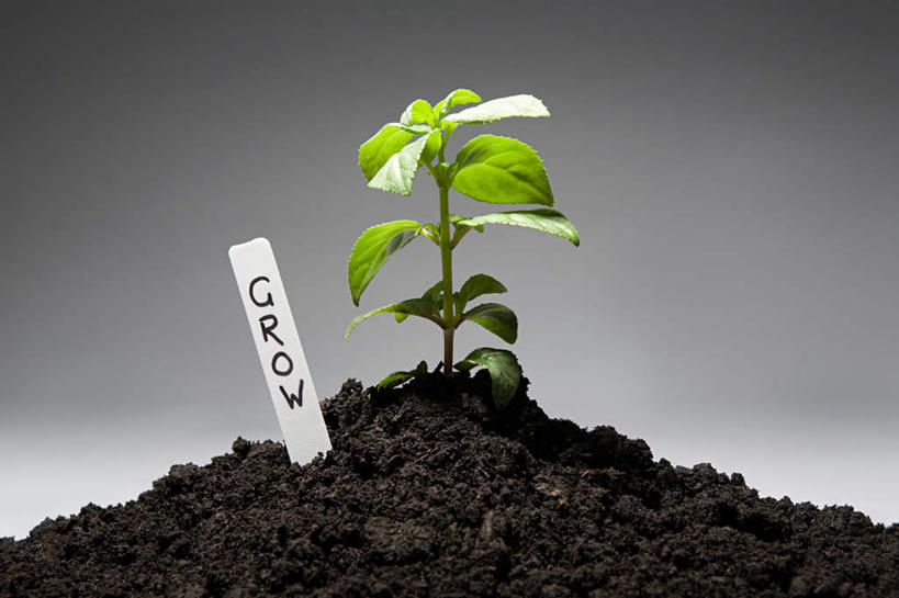 无人,横图,室内,特写,白天,正面,叶子,灰色背景,英文,标签,标志,文字,字符,字母,泥土,土壤,绿叶,标识,嫩叶,摄影,影棚,英文字母,秧苗,叶,叶片,彩图,影棚拍摄,拍摄