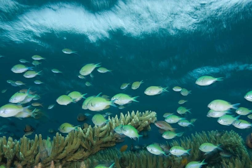 游泳,无人,横图,室外,白天,仰视,旅游,度假,美景,印度尼西亚,印尼,亚洲,许多,鱼,珊瑚,景观,娱乐,珊瑚礁,鱼类,自然,享受,休闲,景色,放松,东南亚,自然风光,海底礁,印度尼西亚共和国,苏拉威西岛,泅水,西里伯斯岛,拍浮,礁,岩石,彩图,低角度拍摄,全身