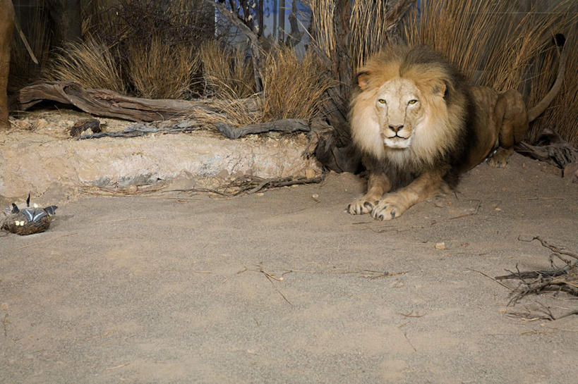 无人,博物馆,横图,室内,白天,正面,游戏,哺乳动物,野生动物,狮子,玩具,研究,教育,玩,娱乐,动物,休闲,益智,活动,展览,发泄,消遣,欣赏,智力,凶猛,陈列,宣泄,典藏,残暴,凶残,玩耍,嬉戏,彩图