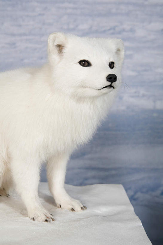 无人,博物馆,站,竖图,室内,白天,侧面,狐狸,野生动物,研究,教育,注视,一只,动物,观察,看,站着,观看,展览,察看,关注,欣赏,北极狐,狡猾,陈列,狡诈,典藏,站立,半身,彩图