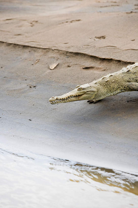 无人,攀登,竖图,俯视,室外,白天,旅游,度假,河流,美景,沙滩,水,鳄鱼,野生动物,哥斯达黎加,爬行动物,沙子,海岸,河水,景观,水流,沙地,注视,娱乐,一只,自然,动物,观察,看,享受,休闲,爬,景色,放松,观看,察看,北美,北美洲,关注,自然风光,美洲,凶猛,美洲鳄,北亚美利加洲,亚美利加洲,哥斯达黎加共和国,残暴,凶残,海滩,攀爬,半身,彩图,高角度拍摄