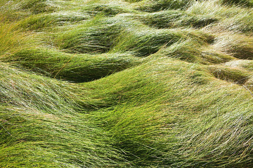 无人,横图,室外,白天,正面,旅游,度假,草地,草坪,美景,植物,阿根廷,阴影,光线,纹路,纹理,影子,景观,娱乐,草,绿色,阳光,自然,享受,休闲,景色,南美,放松,南美洲,拉丁美洲,自然风光,美洲,肌理,亚美利加洲,南亚美利加洲,阿根廷共和国,彩图