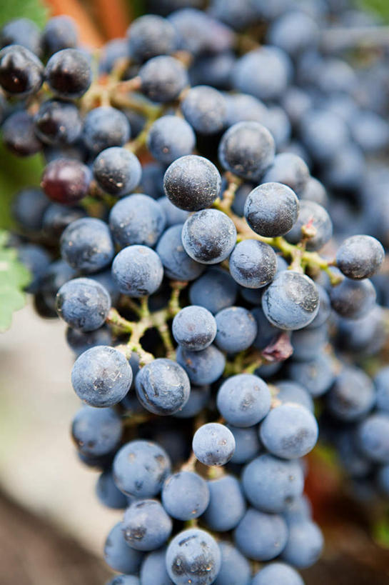 无人,竖图,室外,特写,白天,正面,旅游,度假,美景,葡萄,水果,阿根廷,朦胧,模糊,新鲜,景观,生食,食品,果实,娱乐,食物,自然,享受,休闲,景色,南美,放松,有机食品,绿色食品,南美洲,拉丁美洲,自然风光,美洲,亚美利加洲,南亚美利加洲,阿根廷共和国,门多萨,门多萨省,山葫芦,蒲桃,草龙珠,彩图