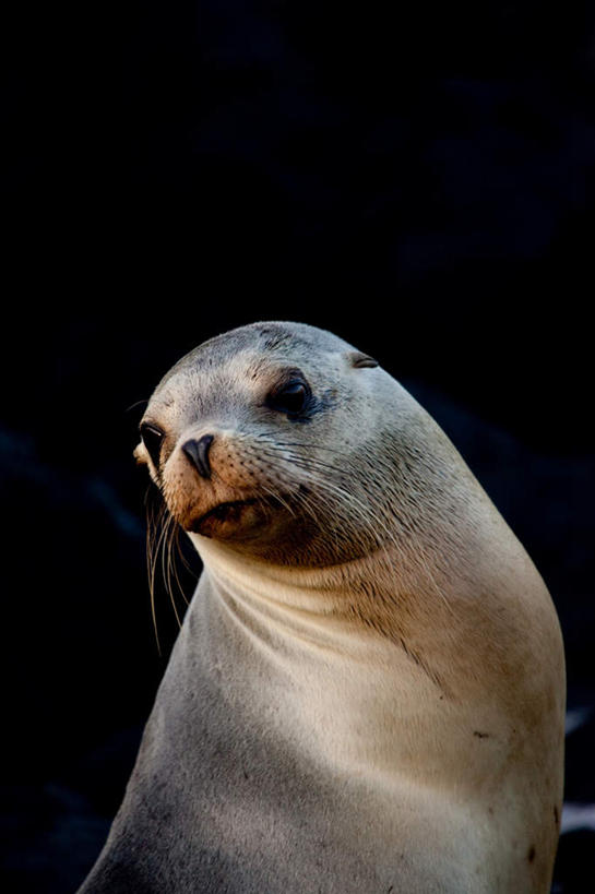 无人,站,竖图,室内,特写,白天,正面,旅游,度假,美景,哺乳动物,海狮,野生动物,厄瓜多尔,黑色背景,景观,扭头,注视,娱乐,一只,自然,动物,观察,看,站着,转头,享受,休闲,景色,南美,放松,可爱,摄影,活泼,影棚,观看,察看,南美洲,拉丁美洲,关注,自然风光,美洲,亚美利加洲,南亚美利加洲,厄瓜多尔共和国,加拉巴哥群岛,加拉帕戈斯群岛,科隆群岛,斯坎塔达斯岛,加州海狮,站立,半身,彩图,影棚拍摄,拍摄