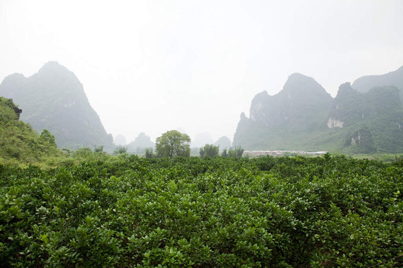 无人,横图,室外,白天,正面,旅游,度假,美景,山,山脉,树林,植物,雾,桂林,中国,亚洲,朦胧,模糊,景观,山峰,山峦,娱乐,树,树木,绿色,自然,群山,享受,休闲,景色,放松,生长,成长,广西,迷雾,自然风光,东亚,阳朔,广西壮族自治区,中华人民共和国,桂林市,桂,华南地区,阳朔县,大雾,彩图