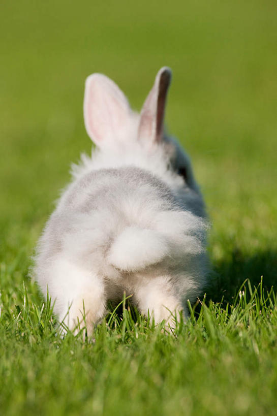 无人,竖图,室外,特写,白天,草地,草坪,植物,哺乳动物,奔驰,朦胧,模糊,兔子,注视,草,一只,背面,绿色,白色,动物,奔跑,观察,看,可爱,活泼,观看,兔,察看,关注,彩图,全身