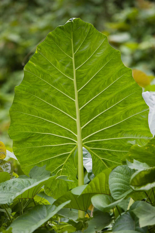 无人,竖图,室外,特写,白天,正面,旅游,度假,岛屿,美景,植物,叶子,库克群岛,朦胧,模糊,岛,景观,绿叶,娱乐,树,树木,绿色,自然,享受,休闲,嫩叶,景色,放松,生长,成长,自然风光,大洋洲,南太平洋,叶,叶片,列岛,群岛,诸岛,彩图