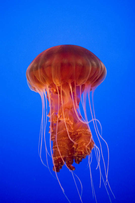 游泳,无人,竖图,室外,特写,白天,正面,旅游,度假,海底,水下,美景,美国,景观,水底,美丽,娱乐,海洋生物,无脊椎动物,一只,自然,享受,休闲,景色,放松,海底世界,北美,北美洲,加利福尼亚,自然风光,水生动物,美洲,浮游动物,水生物,凶猛,海底动物,加州,加利福尼亚州,金州,黄金州,北亚美利加洲,亚美利加洲,泅水,蒙特利半岛,拍浮,海床,水母,彩图