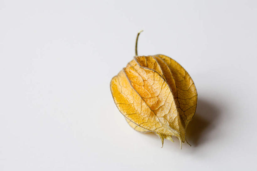 无人,横图,俯视,室内,特写,白天,白色背景,餐桌,桌子,浆果,水果,阴影,新鲜,反射,影子,灯笼果,生食,食品,果实,食物,一个,黄色,摄影,有机食品,绿色食品,影棚,单个,餐台,冬樱花,秘鲁苦蘵,小果酸浆,悸动,冬海棠,高盆樱,醋栗,彩图,高角度拍摄,影棚拍摄,拍摄