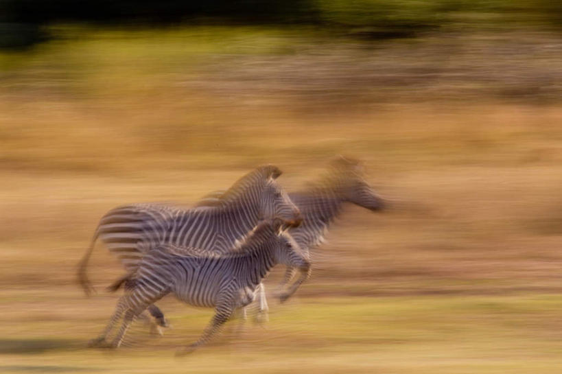 无人,横图,室外,白天,侧面,美景,植物,斑马,马,野生动物,非洲,赞比亚,奔驰,阴影,枯萎,朦胧,模糊,光线,影子,景观,枯草,注视,草,黄色,阳光,自然,动物,奔跑,观察,看,景色,可爱,牲畜,活泼,观看,察看,关注,自然风光,三匹,赞比亚共和国,彩图,全身