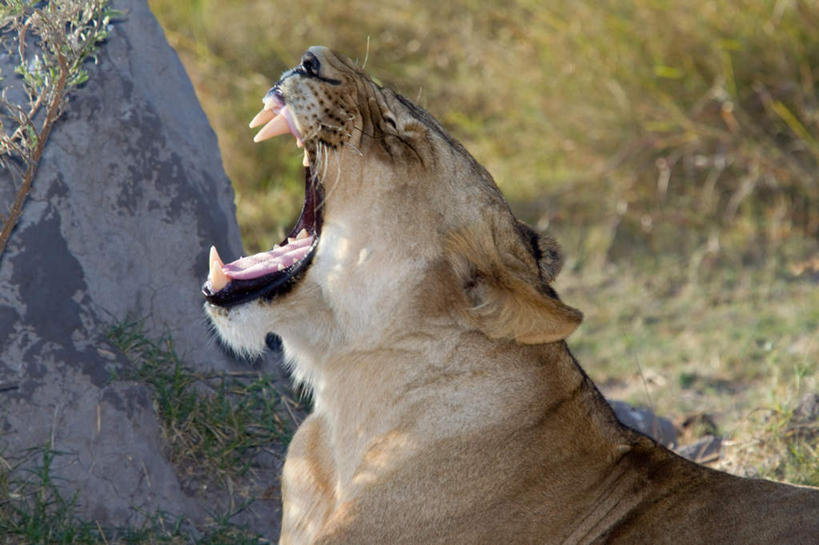 头,牙齿,无人,闭眼,横图,室外,特写,白天,侧面,石头,美景,植物,哺乳动物,野生动物,狮子,非洲,博茨瓦纳,一头,咆哮,枯萎,石子,景观,枯草,草,黄色,自然,动物,张嘴,景色,自然风光,凶猛,张大嘴巴,怒吼,奥卡万戈三角洲,呼啸,奥卡万戈沼泽,波札那,博茨瓦纳共和国,狂嗥,残暴,凶残,头部,齿,牙,牙龈,石块,张开嘴,闭眼睛,闭着眼,闭着眼睛,半身,彩图