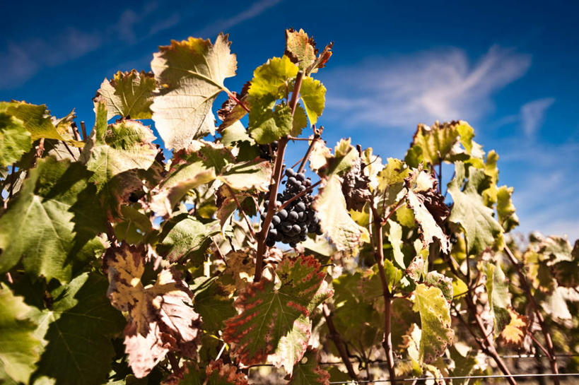 无人,果园,横图,室外,白天,仰视,旅游,度假,美景,田园,葡萄,水果,叶子,非洲,南非,阴影,新鲜,光线,影子,景观,云,云朵,生食,食品,果实,绿叶,首都,云彩,娱乐,葡萄园,食物,蓝色,白云,蓝天,天空,阳光,自然,庄园,天,享受,休闲,嫩叶,景色,放松,有机食品,绿色食品,晴朗,自然风光,开普敦,省会,阿非利加洲,立法首都,南非共和国,西开普省,斯泰伦博斯,叶,叶片,晴空,山葫芦,蒲桃,草龙珠,彩图,低角度拍摄