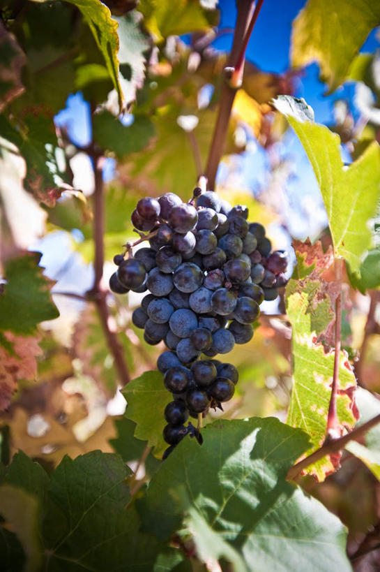 无人,果园,竖图,室外,特写,白天,仰视,美景,田园,葡萄,水果,叶子,非洲,南非,一串,阴影,朦胧,模糊,新鲜,光线,影子,景观,云,云朵,生食,食品,果实,绿叶,首都,云彩,葡萄园,食物,蓝色,白云,蓝天,天空,阳光,自然,庄园,天,嫩叶,景色,有机食品,绿色食品,晴朗,自然风光,开普敦,省会,阿非利加洲,立法首都,南非共和国,西开普省,斯泰伦博斯,叶,叶片,晴空,山葫芦,蒲桃,草龙珠,彩图,低角度拍摄