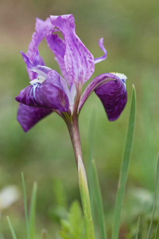 无人,竖图,室外,特写,白天,正面,旅游,度假,花海,花圃,美景,植物,叶子,印度,亚洲,朦胧,模糊,盛开,景观,草药,药草,花蕾,娱乐,中药,花,花瓣,花朵,花卉,鲜花,一朵,绿色,紫色,自然,花丛,花束,花田,花苞,花蕊,享受,休闲,景色,放松,机智,自然风光,南亚,止咳,药材,中草药,中药材,本草,说谎,喜马偕尔邦,印度共和国,高山之州,喜马偕尔,化痰,紫苑,紫苑花,彩图,润肺