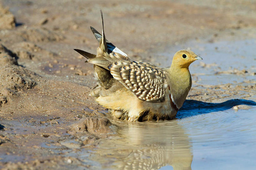 无人,坐,横图,室外,白天,侧面,旅游,度假,美景,沙漠,水,鸟,非洲,阴影,光线,鸟类,液体,影子,景观,水滴,注视,娱乐,一只,阳光,自然,观察,看,享受,休闲,景色,放松,观看,察看,关注,自然风光,阿非利加洲,沙鸡,大漠,砂漠,坐着,彩图,全身,纳马夸沙鸡