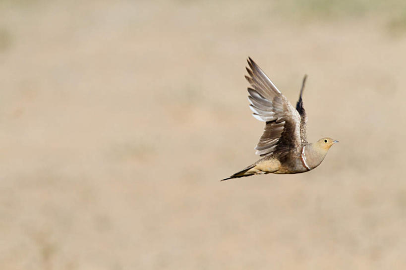无人,横图,室外,白天,侧面,旅游,度假,草地,美景,沙漠,植物,鸟,非洲,飞翔,伸展,张开,展翅,朦胧,模糊,飞行,翅膀,鸟类,景观,翱翔,注视,娱乐,飞舞,草,一只,绿色,自然,观察,看,享受,休闲,景色,放松,观看,察看,关注,自然风光,张开翅膀,阿非利加洲,遨游,漫游,沙鸡,展开翅膀,大漠,砂漠,彩图,全身,纳马夸沙鸡