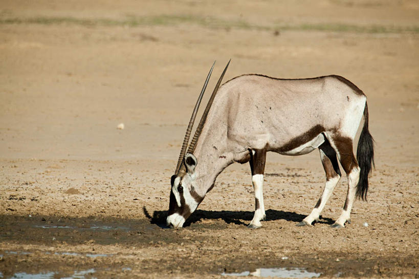 无人,站,吃,横图,室外,白天,侧面,旅游,度假,美景,沙漠,野生动物,羊,非洲,阴影,光线,羚羊,影子,景观,注视,娱乐,一只,阳光,自然,动物,低头,观察,看,站着,享受,休闲,景色,放松,可爱,活泼,观看,察看,关注,自然风光,长角羚,垂头,阿非利加洲,白长角羚,大漠,砂漠,嚼,食,站立,彩图,全身