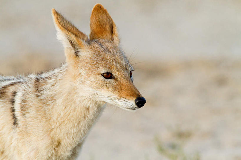 头,无人,站,横图,室外,特写,白天,侧面,旅游,度假,美景,沙漠,狼,野生动物,非洲,朦胧,模糊,景观,注视,娱乐,一只,自然,动物,观察,看,站着,享受,休闲,景色,放松,观看,察看,关注,自然风光,凶猛,阿非利加洲,胡狼,黑背豺,黑背胡狼,残暴,凶残,头部,大漠,砂漠,灰狼,站立,半身,彩图,犬科动物