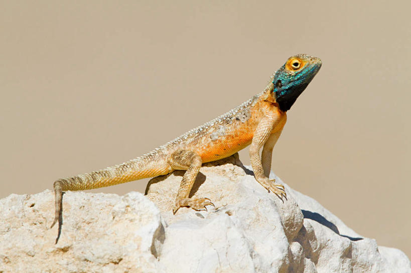 无人,横图,室外,特写,白天,侧面,旅游,度假,石头,美景,野生动物,蜥蜴,非洲,朦胧,模糊,鬣蜥,石子,景观,注视,停留,娱乐,一只,自然,动物,观察,看,享受,休闲,景色,放松,观看,停止,察看,关注,自然风光,绿鬣蜥,沉积岩,石龙子,泉龙,猪婆蛇,四脚蛇,蜴,阿非利加洲,逗留,停顿,水成岩,石块,岩石,抬头,仰头,彩图,全身