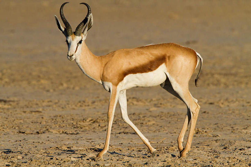 无人,站,横图,室外,白天,侧面,旅游,度假,美景,沙漠,野生动物,羊,非洲,阴影,光线,羚羊,影子,景观,扭头,注视,娱乐,一只,阳光,自然,动物,观察,看,站着,转头,享受,休闲,景色,放松,可爱,活泼,观看,察看,关注,自然风光,跳羚,阿非利加洲,南非小羚羊,大漠,砂漠,站立,彩图,全身