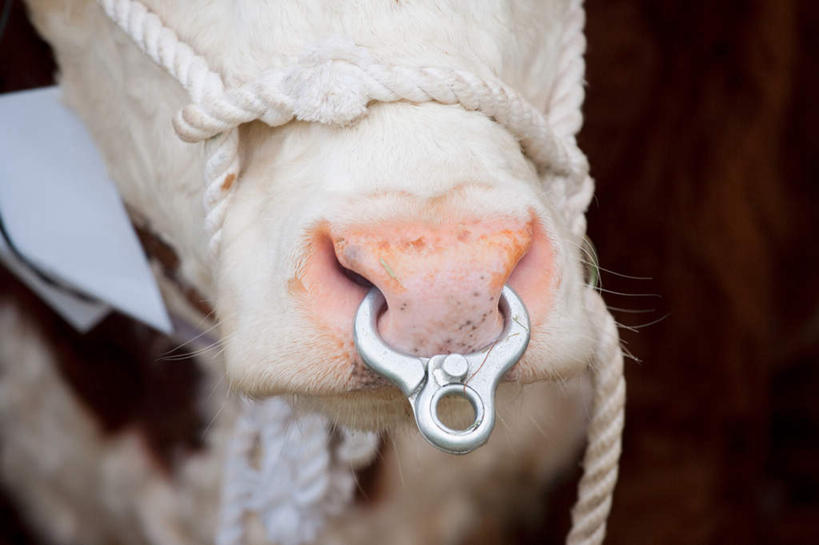 鼻子,无人,农场,横图,室外,特写,白天,正面,畜牧业,牧场,牛,朦胧,模糊,装饰品,一只,白色,动物,绳子,饰品,首饰,家畜,牲畜,绳索,鼻钉,畜牧,牧业,肉牛,肉用牛,鼻,鼻孔,半身,彩图,赫里福德牛