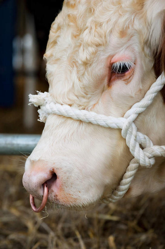 头,鼻子,无人,农场,竖图,室外,特写,白天,侧面,畜牧业,牧场,牛,朦胧,模糊,注视,装饰品,一只,白色,动物,绳子,饰品,首饰,观察,看,家畜,牲畜,观看,绳索,察看,关注,鼻钉,畜牧,牧业,肉牛,肉用牛,头部,鼻,鼻孔,半身,彩图,赫里福德牛