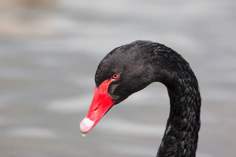 头,嘴,脖子,无人,横图,室外,特写,白天,侧面,美景,鸟,野生动物,天鹅,朦胧,模糊,鸟类,景观,注视,一只,红色,黑色,自然,动物,观察,看,景色,可爱,观看,察看,关注,自然风光,黑天鹅,头部,脖,颈,颈部,口,口腔,嘴巴,嘴唇,鹄,半身,彩图