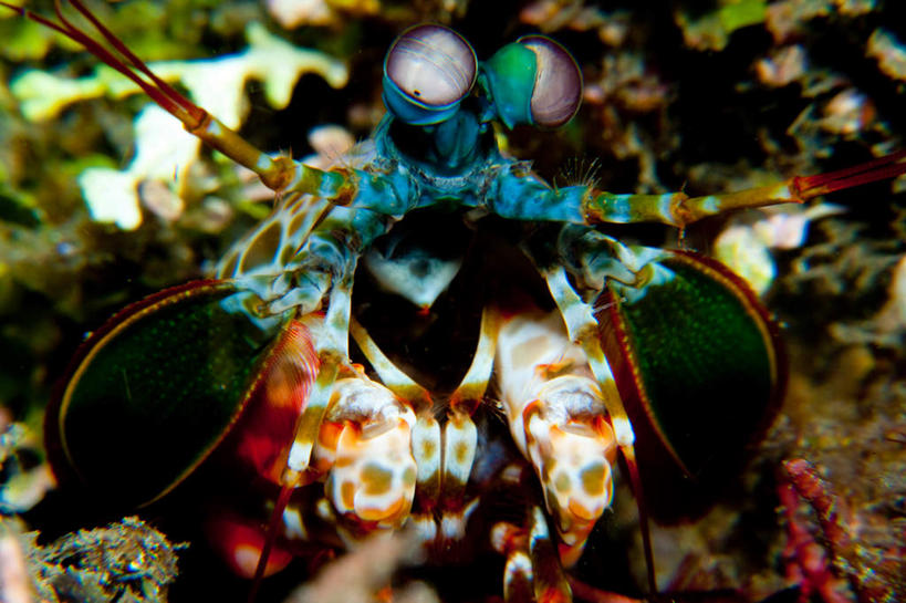 海鲜,无人,横图,室外,特写,白天,正面,海底,水下,海浪,海洋,美景,巴布亚新几内亚,阴影,光线,影子,景观,浪花,水底,虾,注视,水产,海洋生物,一只,阳光,自然,海水,观察,看,景色,海底世界,观看,察看,关注,自然风光,水生动物,海产品,大洋洲,水生物,海景,海底动物,琵琶虾,巴布亚新几内亚独立国,大海,风浪,海,海床,海水的波动,近岸浪,涌浪,半身,彩图,东方虾蛄,赖尿虾,爬虾,皮皮虾,螳螂虾,虾公驼子,虾蛄,虾虎,虾耙子