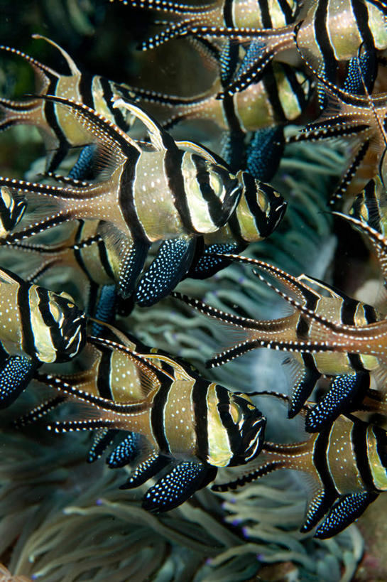 游泳,无人,竖图,室外,特写,白天,侧面,海底,水下,海浪,海洋,美景,印度尼西亚,印尼,亚洲,许多,阴影,光线,影子,景观,浪花,水底,鲷鱼,注视,阳光,自然,海水,观察,看,景色,海底世界,东南亚,观看,鲷,加吉鱼,天竺鲷,铜盆鱼,察看,关注,自然风光,海景,印度尼西亚共和国,班加吉,加真鲷,泅水,拍浮,大海,风浪,海,海床,海水的波动,近岸浪,涌浪,半身,彩图