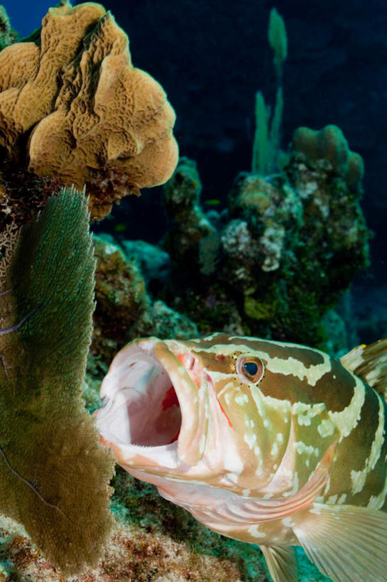 游泳,头,无人,竖图,室外,特写,白天,正面,海底,水下,海浪,海洋,美景,英国,欧洲,一条,阴影,光线,鱼,影子,景观,浪花,水底,注视,鱼类,海洋生物,无脊椎动物,阳光,自然,海水,观察,看,张嘴,景色,海底世界,观看,腔肠动物,石斑,石斑鱼,察看,开曼群岛,软珊瑚,西欧,关注,自然风光,大不列颠,张大嘴巴,海景,大不列颠及北爱尔兰联合王国,泅水,大不列颠联合王国,日不落英帝国,过鱼,海鸡鱼,红季鱼,会鱼,季鱼,鲙鱼,拿骚石斑鱼,珊瑚虫,大开曼岛,凯门群岛,拍浮,开曼岛,头部,大海,风浪,海,海床,海水的波动,近岸浪,涌浪,张开嘴,半身,彩图