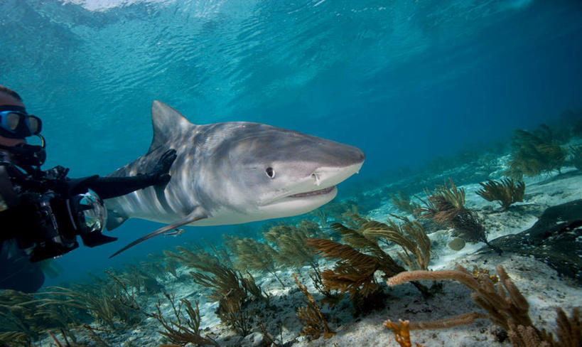 游泳,西方人,一个人,摄影师,摸,横图,室外,白天,正面,锻炼,运动,海底,水下,海浪,海洋,鲨鱼,野生动物,欧洲,欧洲人,仅一个男性,仅一个人,仅一个中年男性,一条,抚摸,阴影,服装,光线,鱼,潜水镜,影子,泳镜,浪花,水底,摄像机,注视,鱼类,一个,衣服,阳光,海水,动物,观察,看,蛙鞋,南美,摄像,海底世界,潜水服,潜水,摄影,服饰,单个,摄影机,观看,脚蹼,呼吸管,察看,南美洲,西印度群岛,衣着,拉丁美洲,穿着,关注,录像,美洲,潜水装备,凶猛,海景,面镜,浮潜,亚美利加洲,潜水运动,南亚美利加洲,虎鲨,衣饰,鼬鲛,居氏鼬鲨,鼬鲨,残暴,体育,凶残,男人,男性,中年男性,白种人,大海,风浪,海,海床,海水的波动,近岸浪,涌浪,触摸,接触,半身,彩图,健身,湿式潜水服,水下摄影机,巴哈马群岛