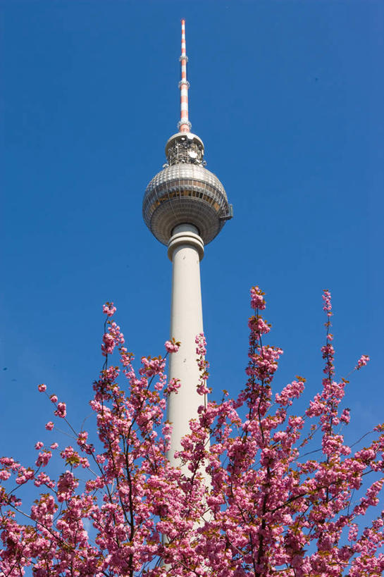 无人,竖图,室外,特写,白天,仰视,旅游,度假,植物,标志建筑,地标,建筑,德国,欧洲,阴影,高大,盛开,光线,影子,塔,首都,宏伟,花蕾,娱乐,建设,柏林,花,花瓣,花朵,鲜花,树,树木,粉色,蓝色,绿色,蓝天,天空,阳光,自然,天,花苞,花蕊,享受,休闲,旅游胜地,放松,生长,晴朗,成长,西欧,电视塔,万里无云,德意志联邦共和国,柏林州,柏林电视塔,亚历山大广场,高峻,嵬峨,晴空,晴空万里,彩图,低角度拍摄,米特区
