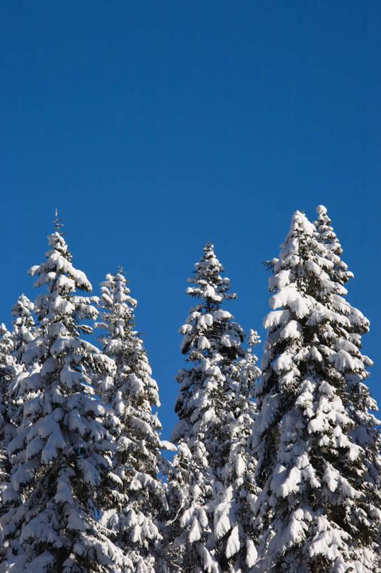 无人,竖图,室外,白天,仰视,旅游,度假,美景,森林,树林,雪,植物,大雪,松树,华盛顿,美国,阴影,光线,影子,积雪,景观,雪景,冬季,冬天,娱乐,树,树木,蓝色,绿色,蓝天,天空,阳光,自然,天,享受,休闲,景色,放松,寒冷,生长,晴朗,成长,北美,北美洲,自然风光,坚定,美洲,华盛顿州,万里无云,常绿之州,常青州,北亚美利加洲,亚美利加洲,长寿,严寒,贞洁,贝克山.斯诺夸尔米国家森林公园,晴空,晴空万里,彩图,低角度拍摄