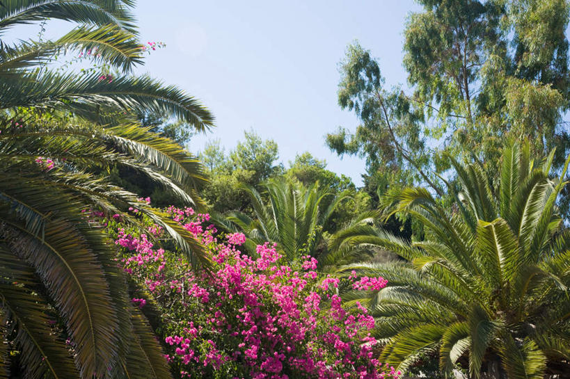 无人,横图,室外,白天,正面,旅游,度假,美景,植物,棕榈树,叶子,希腊,欧洲,盛开,景观,绿叶,花蕾,娱乐,花,花瓣,花朵,鲜花,树,树木,红色,蓝色,绿色,蓝天,天空,自然,天,花苞,花蕊,享受,休闲,嫩叶,景色,放松,生长,晴朗,成长,自然风光,棕榈叶,希腊共和国,万里无云,爱奥尼亚群岛,伊奥尼亚群岛,扎金索斯,扎金索斯岛,叶,叶片,晴空,晴空万里,彩图