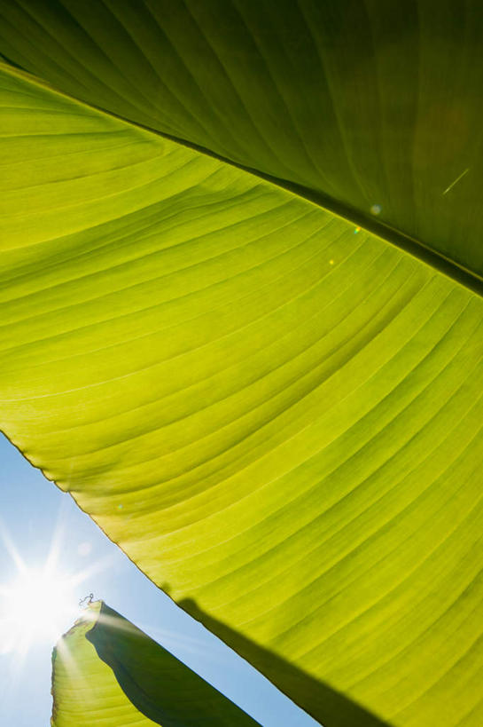 无人,竖图,室外,特写,白天,正面,植物,叶子,阴影,光线,纹理,影子,云,云朵,果树,绿叶,香蕉树,云彩,树,树木,蓝色,绿色,白云,蓝天,天空,阳光,自然,天,嫩叶,生长,晴朗,成长,肌理,叶,叶片,叶脉,晴空,彩图
