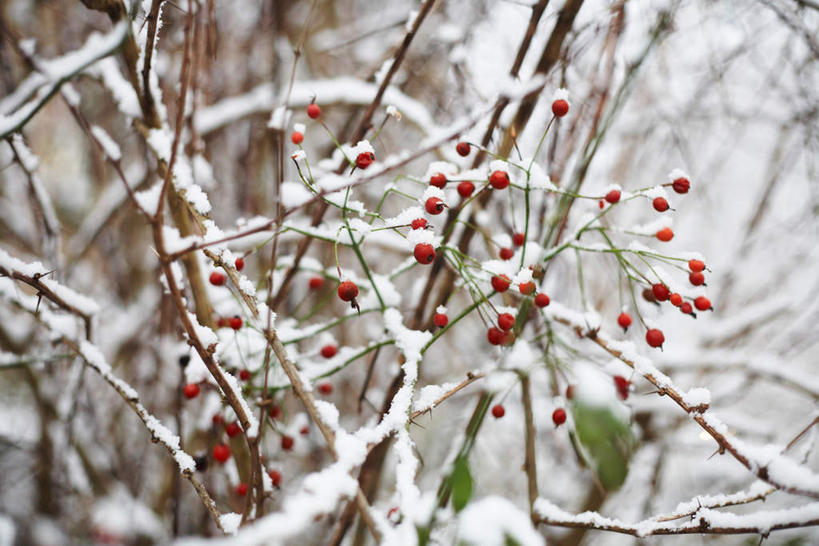 无人,横图,室外,特写,白天,正面,植物,叶子,朦胧,模糊,冰,冬季,冬天,绿叶,树,树木,绿色,自然,嫩叶,寒冷,生长,成长,冰冷,雾凇,严寒,冰凉,酷寒,凛冽,凛凛,极冷,树挂,叶,叶片,彩图