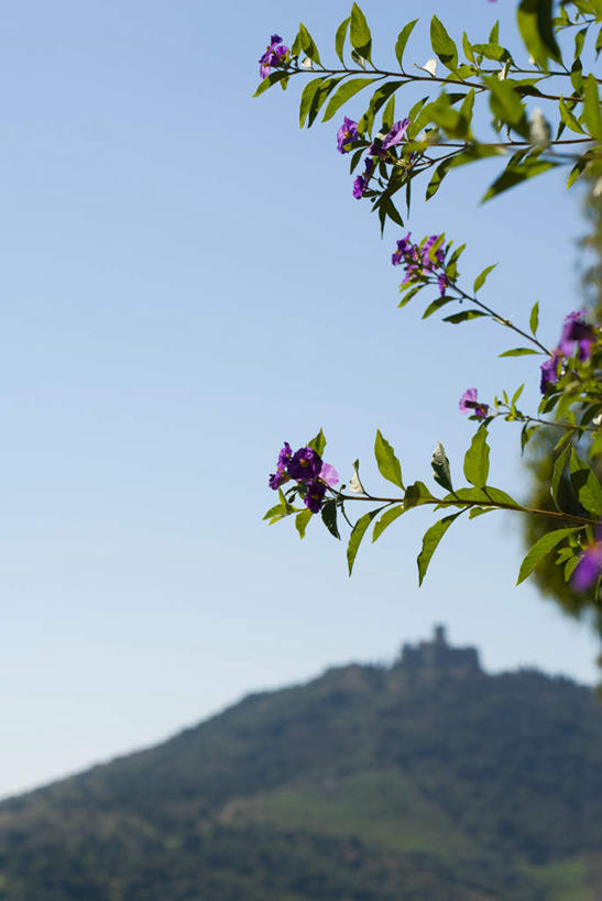 无人,竖图,室外,白天,正面,旅游,度假,石头,美景,山,山脉,植物,法国,欧洲,阴影,盛开,光线,石子,影子,景观,山顶,山峰,山峦,花蕾,娱乐,花,花瓣,花朵,鲜花,树,树木,蓝色,绿色,蓝天,天空,阳光,自然,群山,天,花苞,花蕊,享受,休闲,景色,放松,生长,晴朗,成长,自然风光,沉积岩,万里无云,法兰西共和国,法兰西第五共和国,朗格多克,颠峰,极峰,水成岩,石块,岩石,晴空,晴空万里,彩图,鲁西永,鲁西永大区