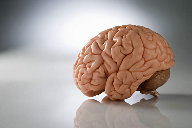 无人,横图,室内,特写,白天,正面,静物,大脑,阴影,灰色背景,反射,影子,一个,摄影,影棚,单个,器官,沟壑,小脑,脑干,大脑皮层,端脑,沟,灰质,回,间脑,彩图,影棚拍摄,拍摄