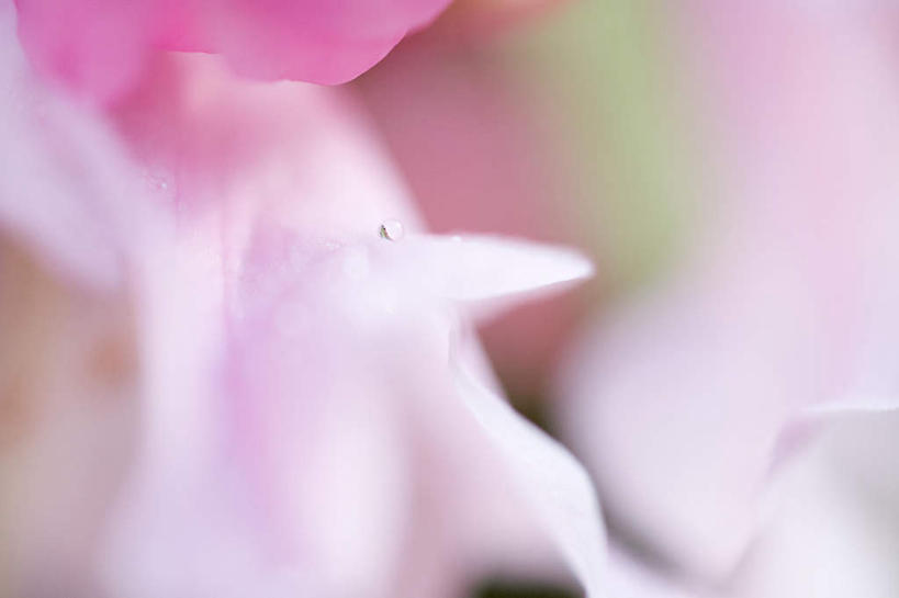 无人,横图,室外,特写,白天,正面,美景,美国,阴影,朦胧,模糊,盛开,光线,影子,景观,花蕾,花,花瓣,花朵,鲜花,粉色,阳光,自然,花苞,花蕊,景色,北美,北美洲,自然风光,美洲,俄勒冈州,俄勒冈,北亚美利加洲,亚美利加洲,落日之州,水獭之州,海狸州,彩图