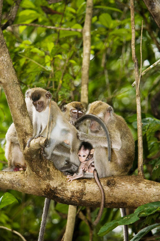 无人,坐,竖图,室外,特写,白天,仰视,旅游,度假,美景,树林,植物,哺乳动物,猴,野生动物,猴子,马来西亚,亚洲,四只,朦胧,模糊,景观,枝条,注视,娱乐,树,树木,树枝,绿色,自然,动物,观察,看,享受,休闲,景色,放松,可爱,东南亚,活泼,生长,成长,观看,察看,关注,自然风光,长尾猴,婆罗洲,加里曼丹岛,婆罗洲岛,虬枝,枝杈,马来西亚联邦,坐着,彩图,低角度拍摄,全身
