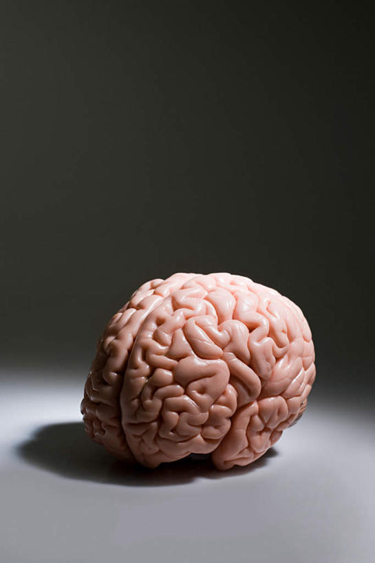 无人,竖图,室内,特写,白天,正面,大脑,灰色背景,模型,摄影,影棚,器官,沟壑,小脑,脑干,大脑皮层,端脑,沟,灰质,回,间脑,彩图,影棚拍摄,拍摄