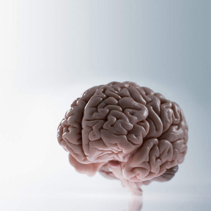 无人,横图,俯视,室内,特写,白天,白色背景,静物,大脑,阴影,朦胧,模糊,反射,纹路,纹理,影子,塑料,一个,模型,塑料制品,摄影,影棚,单个,器官,沟壑,小脑,脑干,肌理,大脑皮层,端脑,沟,灰质,回,间脑,彩图,高角度拍摄,影棚拍摄,拍摄