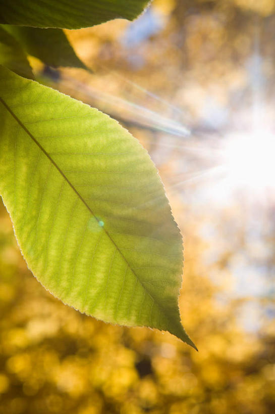 无人,竖图,室外,特写,白天,仰视,旅游,度假,美景,植物,叶子,华盛顿,美国,阴影,朦胧,模糊,光线,影子,景观,绿叶,娱乐,树,树木,绿色,阳光,自然,享受,休闲,嫩叶,景色,放松,生长,成长,北美,北美洲,自然风光,美洲,华盛顿州,西雅图,山茱萸,常绿之州,常青州,北亚美利加洲,亚美利加洲,山萸肉,山芋肉,蜀酸枣,天木籽,药枣,萸肉,枣皮,绿宝石城,翡翠之城,雨城,常绿之城,阿拉斯加门户,女王之城,喷气机之城,常青城,叶,叶片,彩图,低角度拍摄